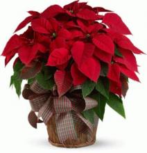 Twin Red Poinsettia Plant