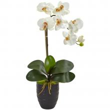 Phalaenopsis Orchid white Plant