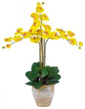 Yellow Twin Orchid Plant
